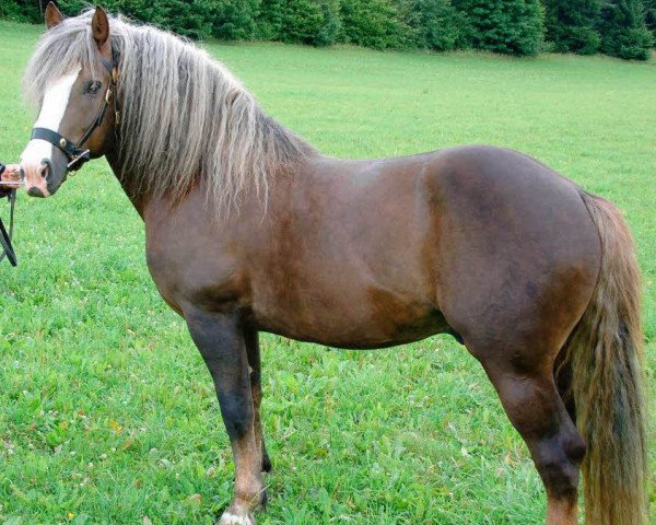 stallion Dinkelberg (Black Forest Horse, 2002, from Donnergroll)