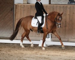 dressage horse Oakland's Doc Holiday (German Riding Pony, 2010, from FS Don't Worry)