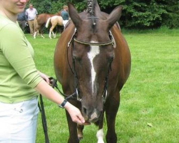 Zuchtstute Sydney (Deutsches Reitpony, 1994, von Brillant)