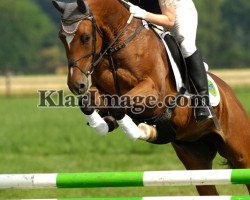 broodmare Lancers Girl (German Riding Pony, 2000, from Lancer II)