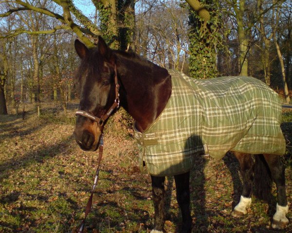 dressage horse Argentan (Westphalian, 1996)