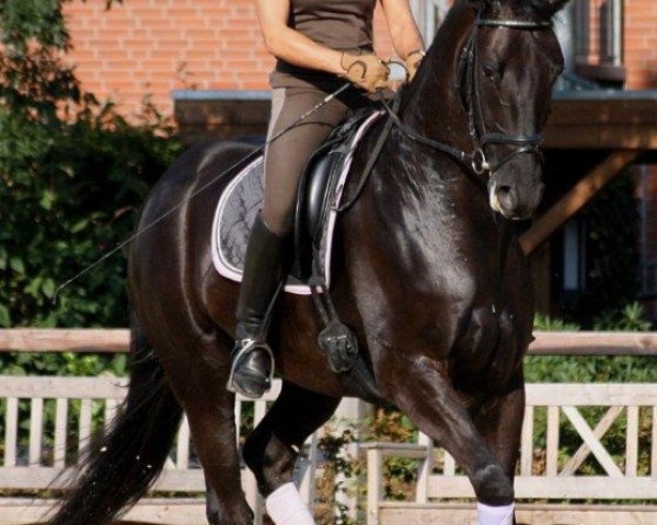 dressage horse Daedalos (Hanoverian, 2004, from Don Vino)