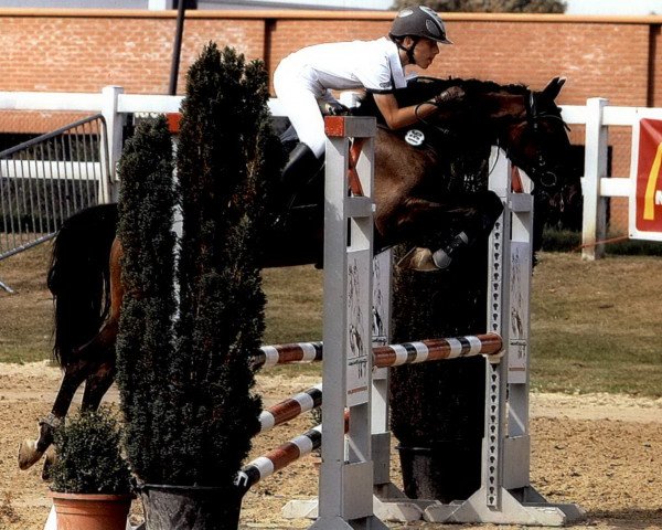broodmare Hasani (German Riding Pony, 2004, from Halifax)