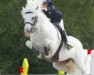 stallion Dexter Leam Pondi (Connemara Pony, 1991, from Leam Finnigan)