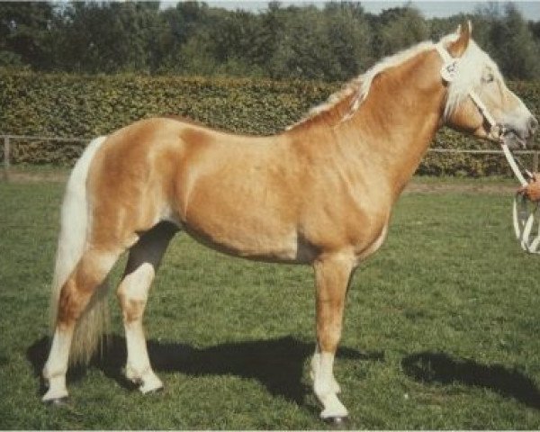 stallion Antares (Haflinger, 1991, from Angelo)