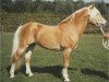 stallion Antares (Haflinger, 1991, from Angelo)