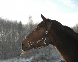 Pferd Hugo Holiday (Holsteiner, 1997, von Heraldik xx)