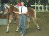 Dressurpferd Harlekin (Haflinger, 1987, von Haron)