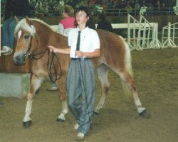 dressage horse Harlekin (Haflinger, 1987, from Haron)