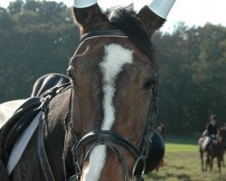 horse Cappuccino 34 (Oldenburg, 1993, from Carprilli)