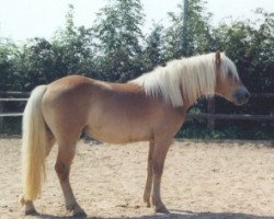 Pferd Marcello (Haflinger, 1998, von Maestro)