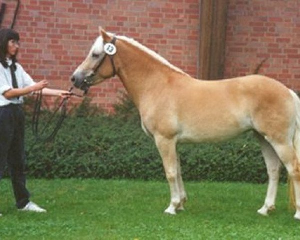 Zuchtstute Halinka (Haflinger, 1989, von Haron)