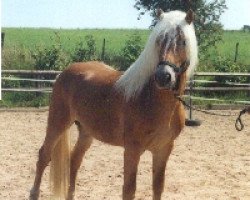 horse Montigny (Haflinger, 1998, from Maestro)