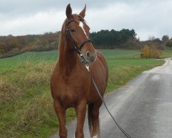 broodmare Magic of Fashion (Oldenburg, 1996, from Scampolo)