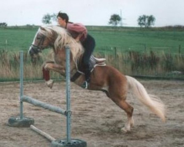 stallion Wanesco (Haflinger, 1990, from Wico)