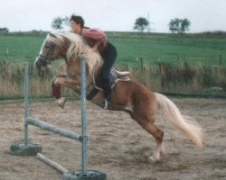 stallion Wanesco (Haflinger, 1990, from Wico)