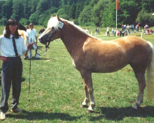 broodmare Hanja (Haflinger, 1987, from Haron)