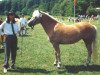 Zuchtstute Hanja (Haflinger, 1987, von Haron)