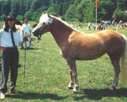 broodmare Hanja (Haflinger, 1987, from Haron)