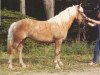 Zuchtstute Marilyn (Haflinger, 1979, von Markus)