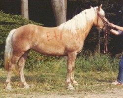 Pferd Marilyn (Haflinger, 1979, von Markus)