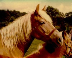 broodmare Hella (Haflinger, 1969, from 12 Hofrichter)