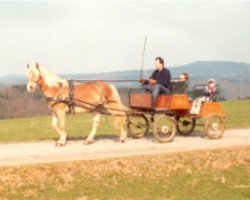 broodmare Wandessa (Haflinger, 1982, from Wimpel)