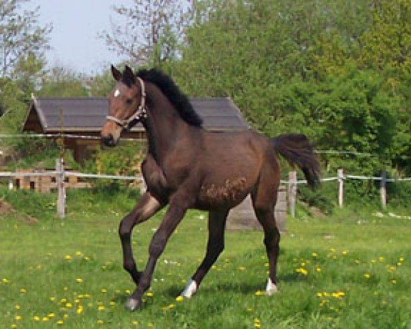 stallion Campus (Holsteiner, 2004, from Chicago Z)