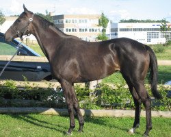 broodmare Ischka xx (Thoroughbred, 2005, from Sholokhov xx)