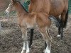 broodmare Cora Lele (Holsteiner, 2010, from Cassini I)