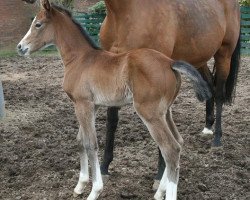 broodmare Cora Lele (Holsteiner, 2010, from Cassini I)