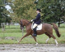 dressage horse Dax 48 (German Riding Pony, 1996, from Dressman)