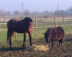 broodmare Quitana (Westphalian, 1990, from Quel Bonheur)