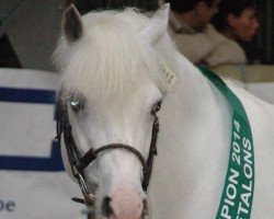 stallion Fire Dance de Klover Hill (Connemara Pony, 2001, from Little Rascal)