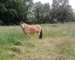 broodmare Sunny (Connemara Pony, 1996, from Rasmus)