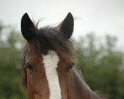 Zuchtstute Gala de Renival (Connemara-Pony, 2002, von Kasimir de Renival)