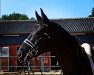 dressage horse Saphira Noire (Rhinelander, 2013, from Sandro Hit)