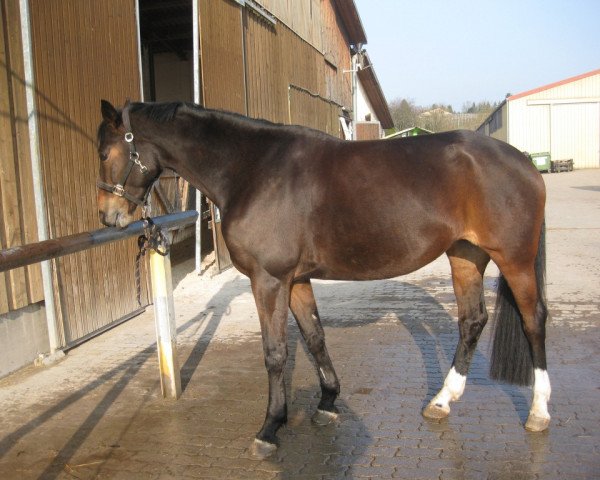 horse Diekanda (Westphalian, 2006, from Don Christobal)