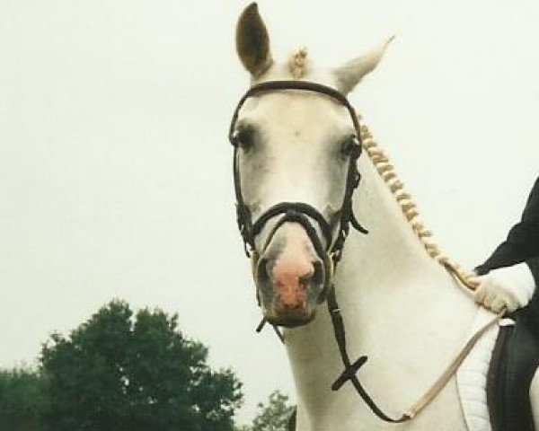 Zuchtstute Malente (Deutsches Reitpony, 1988, von Mardschan 1982 ox)