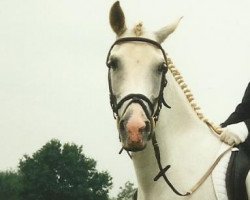 broodmare Malente (German Riding Pony, 1988, from Mardschan 1982 ox)