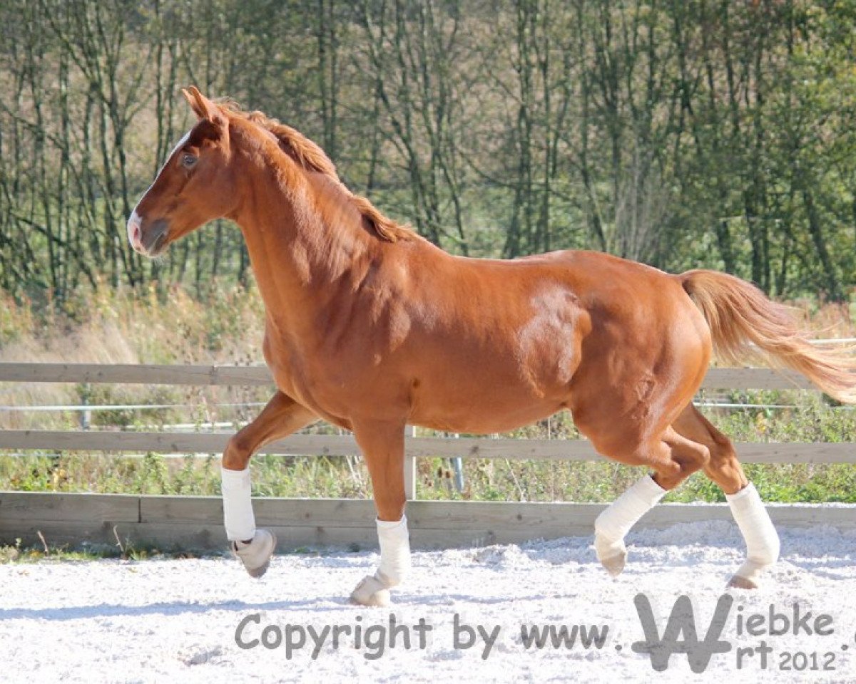Dressurpferd Flintstone 43 (Westfale, 2007, von Flamur)