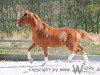 dressage horse Flintstone 43 (Westphalian, 2007, from Flamur)