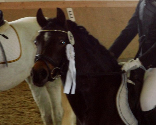 broodmare Carolin 46 (Welsh-Pony (Section B), 2000, from Halifax)