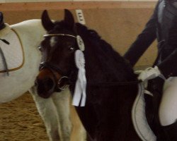 broodmare Carolin 46 (Welsh-Pony (Section B), 2000, from Halifax)