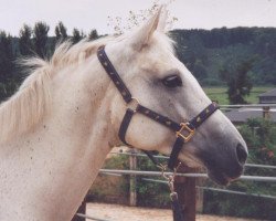 broodmare Ryana la Bonita (Westphalian, 1986, from Renard)