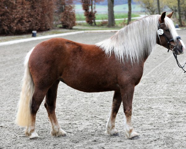 Zuchtstute Eleni (Schwarzwälder Kaltblut, 2018, von Roter Milan)