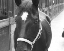 broodmare Brunelle (Oldenburg, 1996, from Feiner Stern)