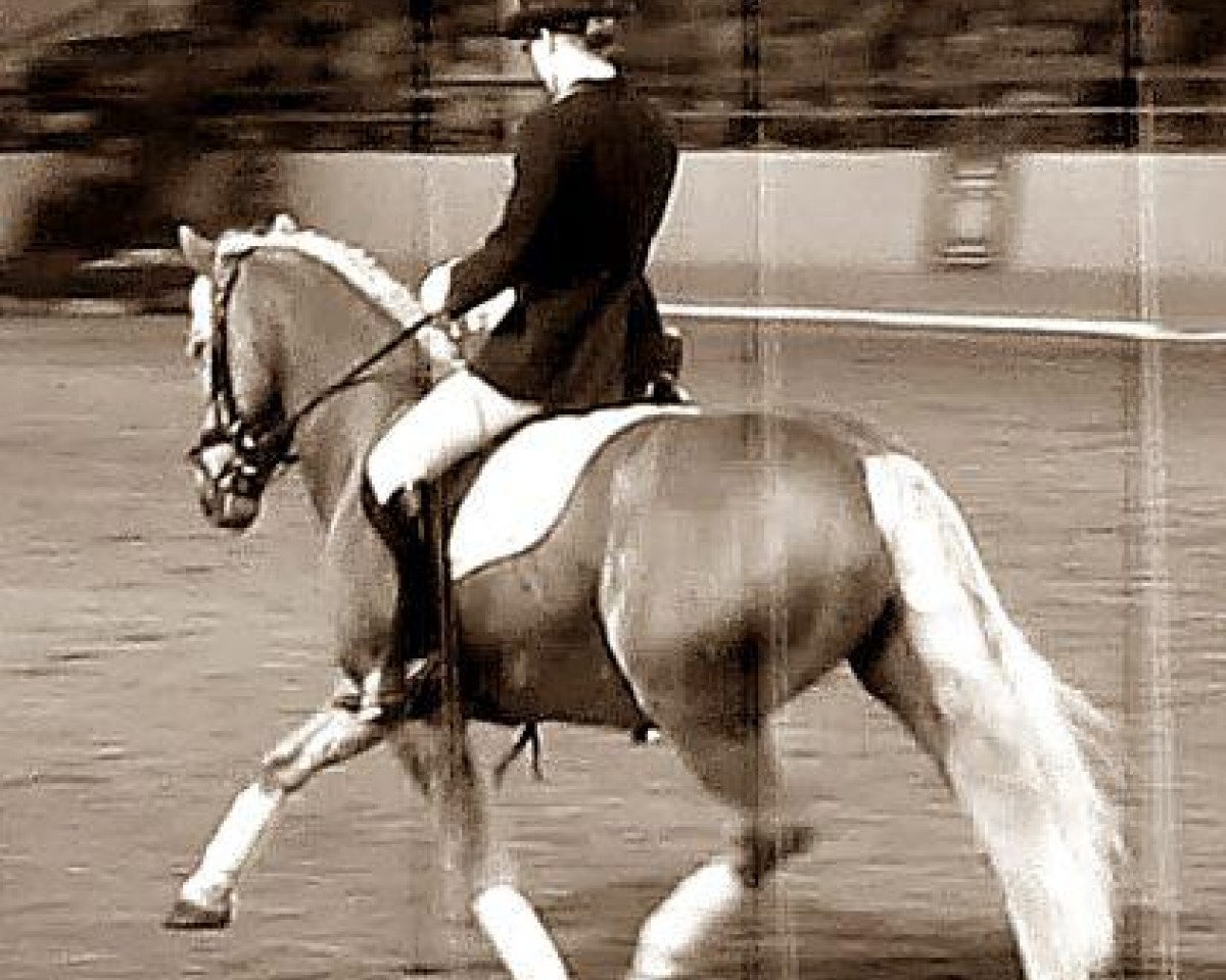 dressage horse Nuschka (Haflinger, 1999, from Sturmboee)
