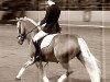 dressage horse Nuschka (Haflinger, 1999, from Sturmboee)