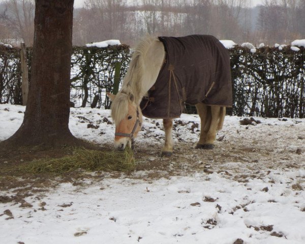 horse Blondy (Fjord Horse, 1993, from Holmar)